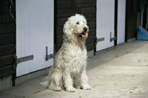 Farmyards: Cream labradoodle sitting in front of stables