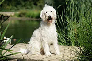 Labradoodles: Cream labradoodle sitting on wooden platform