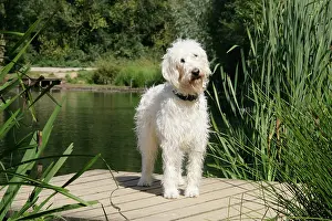 Labradoodles: Cream labradoodle standing on wooden platform