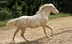 Mines: Cream Plein papier Stallion galloping on a trail France
