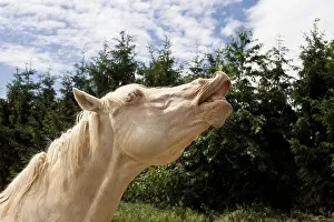 Lips: Cream Plein papier Stallion smelling the air France