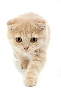 Fold: Cream Scottish Fold Domestic Cat, 2 Months Old Kitten