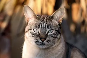 Andy Teare: Cream/silver tabby cat with blue eyes