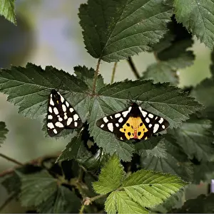 Jack Bailey: Cream-Spot Tiger Moth - pair