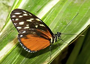 Cream: Cream Spotted Butterfly