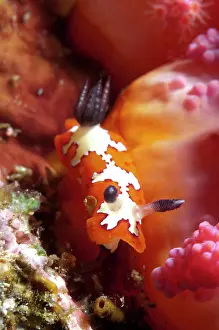 Gill: Creamy Chromodoris Nudibranch