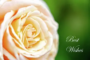 Greeting: creamy white rose macro photo close up of flower p