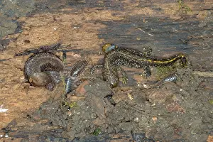 Gastropods: Creatures under a log - Newt, Slug, Woodlouse