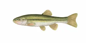 Cyprinidae: Creek Chub