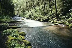 Spawning: Creek Drainage