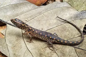 Secretive: Creek lizard