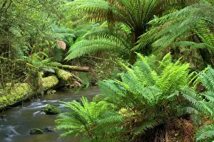 Meanders: A creek meanders through lush, cool temperate rainforest