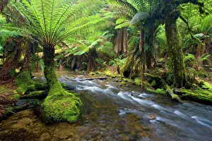 Meanders: A creek meanders through lush, cool temperate rainforest