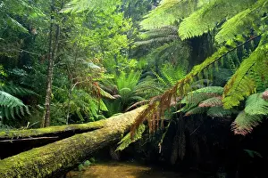 Meanders: A creek meanders through lush, cool temperate rainforest