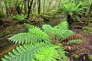 Meanders: a creek meanders through lush, cool temperate rainforest
