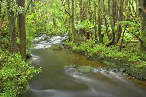 Meanders: Creek in temperate rainforest - magnificent Nelson