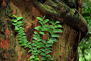 Dipterocarp: creeper / climbing plant on Dipterocarp tree