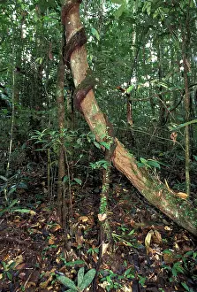 Creepers: Creeper - rolling up the trunk of a tree