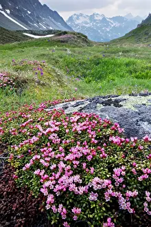 Albula: Creeping Azalea / Trailing Azalea - in very flowery