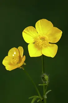 Repens: Creeping Buttercup