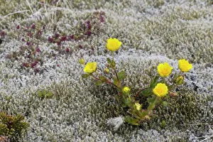 Buttercup: Creeping Buttercup