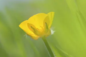 Repens: Creeping Buttercup Flower