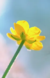 Repens: Creeping Buttercup - flower against sky