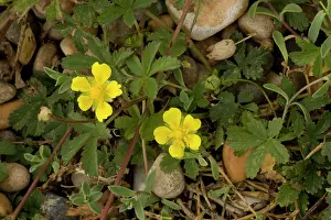 Potentilla: Creeping cinquefoil