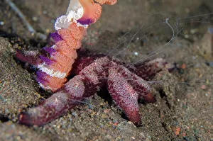 Tentacles: Creeping Comb Jellies with feeding tentacles - on Luzon Sea