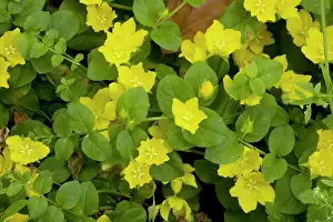Jenny: Creeping jenny; widespread old woodland plant in UK