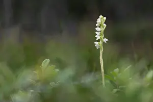 Orchid: Creeping Ladies Tresses - Flowering - Scotland - UK