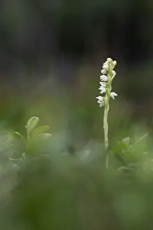 Orchid: Creeping Ladies Tresses - Flowering - Scotland - UK