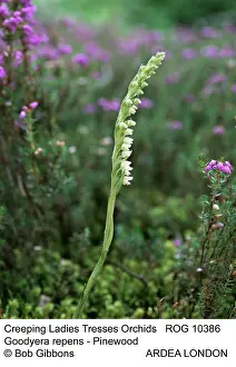 Tresses: Creeping LadyIs Tresses Orchids