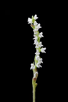 Creeping: Creeping Lady'us-tresses