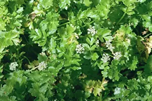 Apium: CREEPING MARSHWORT