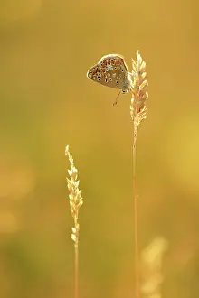 Icarus: Creeping Soft Grass