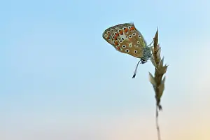 Icarus: Creeping Soft Grass