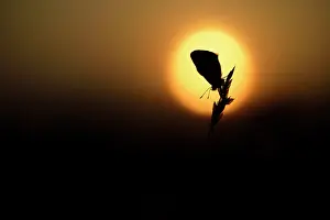 Icarus: Creeping Soft Grass