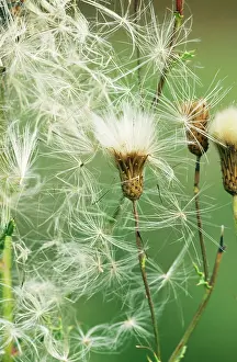 Thistles: Creeping THISTLE