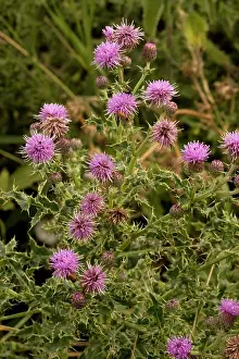 Thistles: Creeping thistle