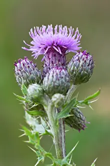 Creeping: Creeping Thistle