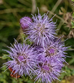 Weeds: Creeping thistle, Cirsium arvense, in full flower