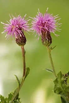 Thistles: Creeping thistle - in flower