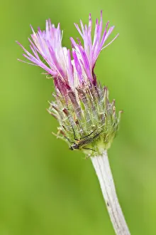 Thistles: Creeping Thistle flower detail