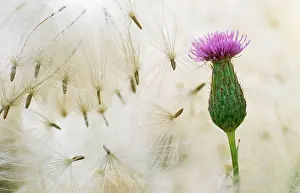 Thistles: Creeping THISTLE - Flower and seeds