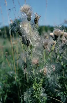 Seeding: Creeping Thistle Seeding