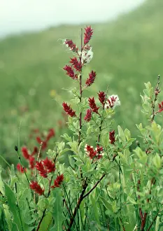 Willows: Creeping Willow