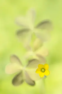 Oxalis: Creeping Woodsorrel (Oxalis corniculata) flower