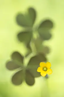 Oxalis: Creeping Woodsorrel (Oxalis corniculata) flower