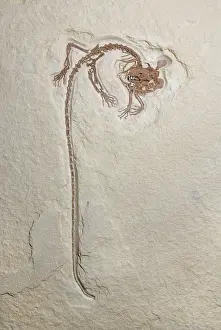 Prehensile: Creodont fossil